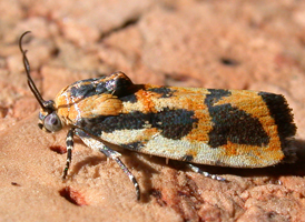Common Spragueia